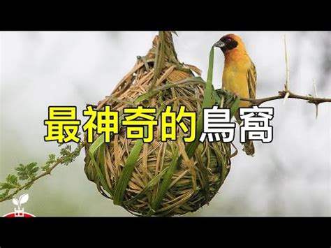 小鳥在家築巢風水